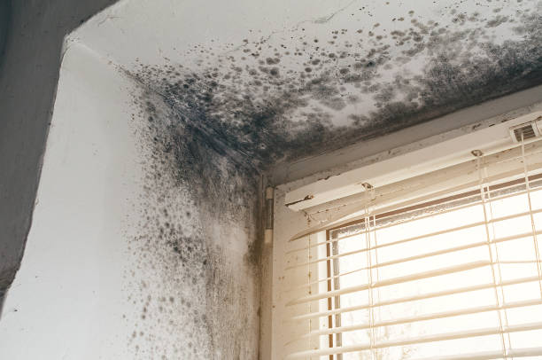 Affordable Commercial Mold Remediation solutions in Mount Rainier, MD