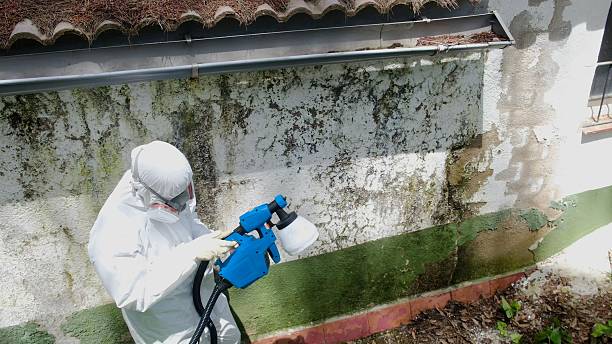 Top rated local Commercial Mold Remediation specialists in Mount Rainier, MD